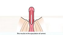 El orgasmo masculino explicado