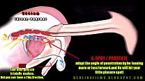Shemale Anatomie