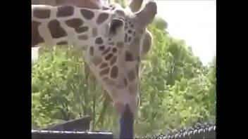 Safadinha Giraffe, Smearing Herself in the Well-Endowed Iron