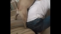 Cachorro sedento por sexo fode novinho