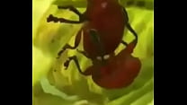 inseto safado comendo a inseta rabuda