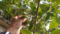 Pakinoon got Horny while Visiting Garden for Guava, Masturbating a Lot Moan Jerking and Unload